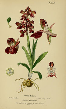Image of Green-winged Orchid