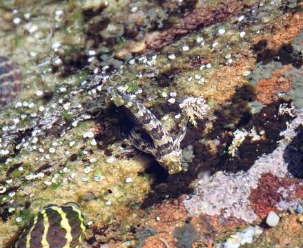 Image of Eastern Jumping Blenny