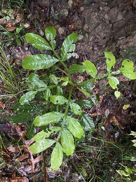 Image of Harpullia frutescens F. M. Bailey