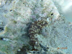 Image of Sand sifting sea cucumber