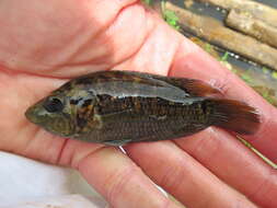 Image of Monarch Cichlid