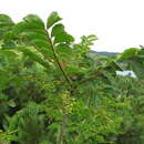 Image of Toxicodendron trichocarpum (Miq.) Kuntze