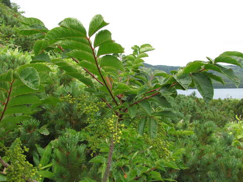 Слика од Toxicodendron trichocarpum (Miq.) Kuntze
