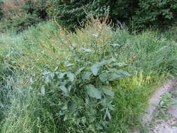 Image of Rumex obtusifolius subsp. sylvestris (Lam.) Celak.