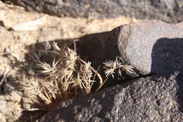 Image of Bromus fasciculatus C. Presl