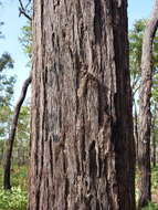 Image of Eucalyptus miniata A. Cunn. ex Schau.