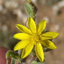 Plancia ëd Osteospermum calendulaceum L. fil.