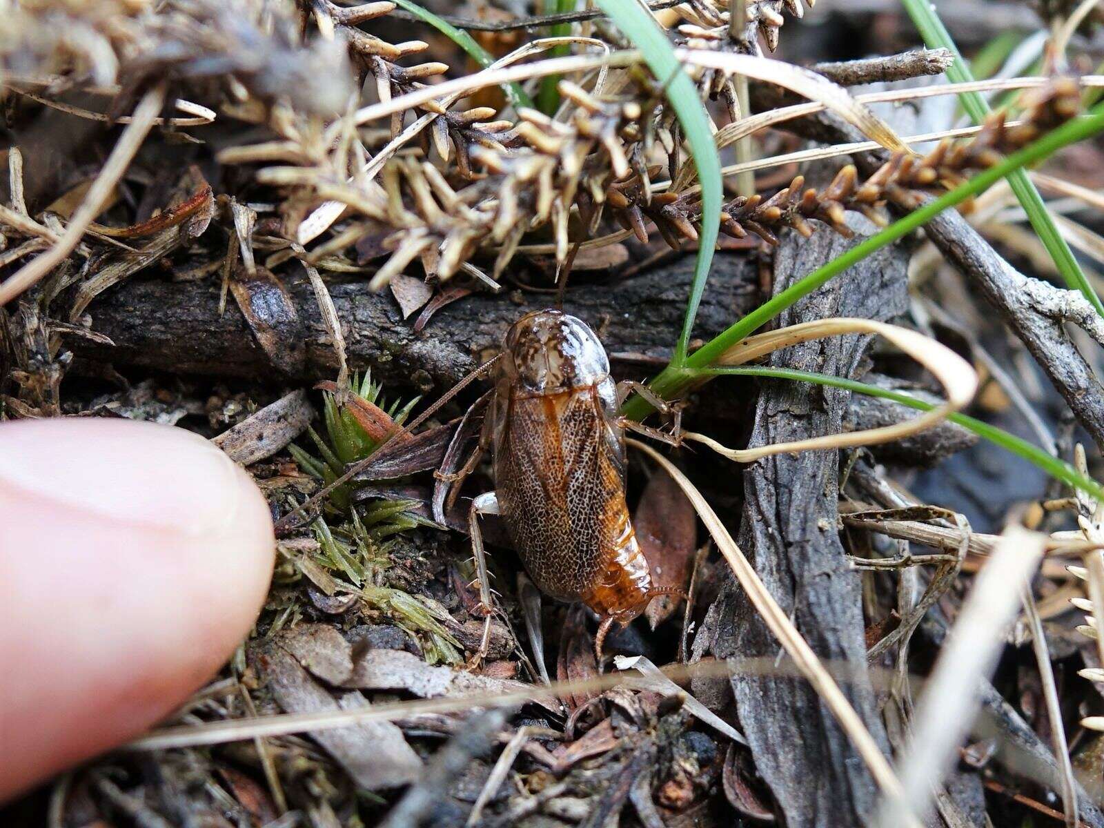 Image of Parellipsidion latipenne (Brunner von Wattenwyl 1865)