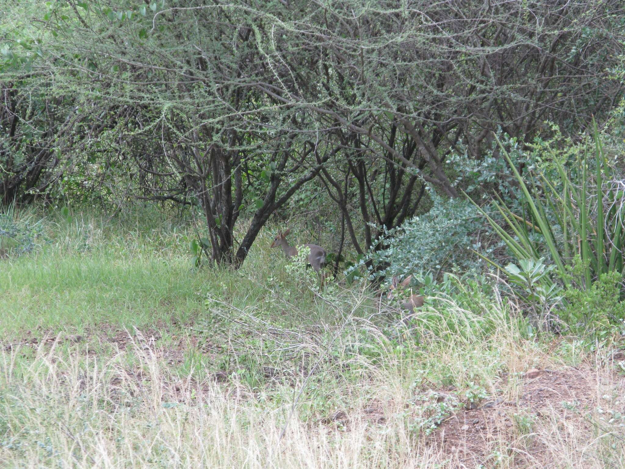 Image of Guenther's Dik-dik