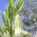 Слика од <i>Onosma borysthenica</i>