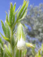 Image of <i>Onosma borysthenica</i>