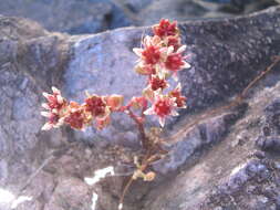 Image of Sedum vinicolor S. Wats.