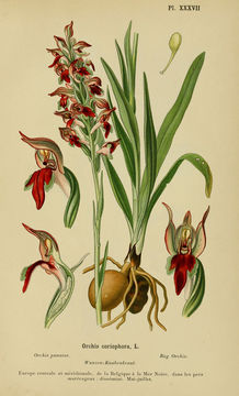 Image of <i>Anacamptis coriophora</i> (L.) R. M. Bateman, Pridgeon & M. W. Chase