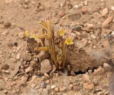 Image of clustered broomrape