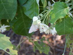 Image of Funastrum pannosum (Decne.) Schltr.