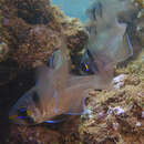 Image of Blackspot cardinalfish