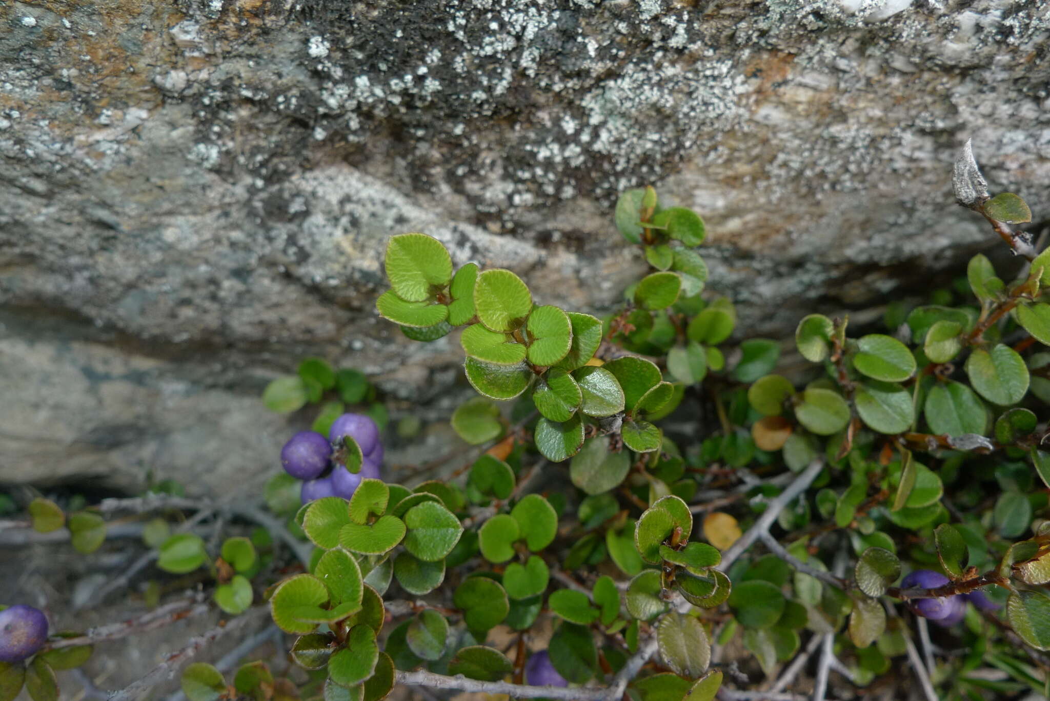 Myrsine nummularia (Hook. fil.) Hook. fil. resmi