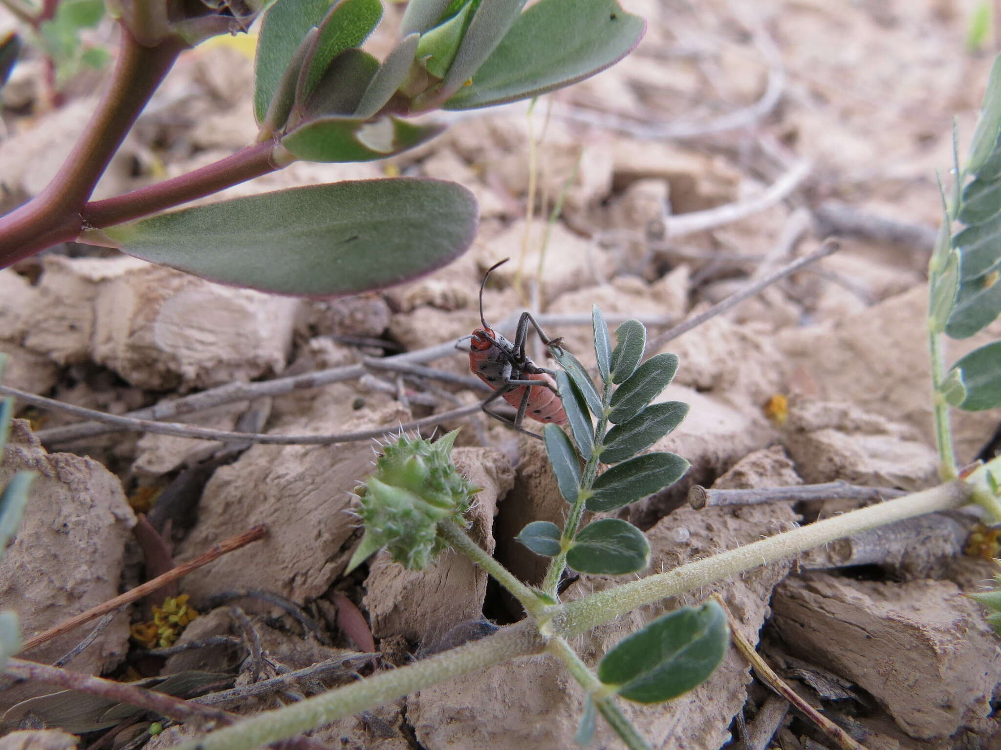 Image of Spilostethus longulus (Dallas & W. S. 1852)