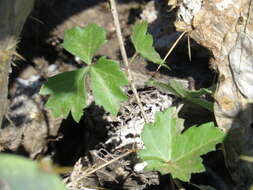 Cissus trifoliata (L.) L. resmi