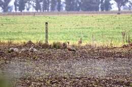 Image of Ruddy-headed Goose