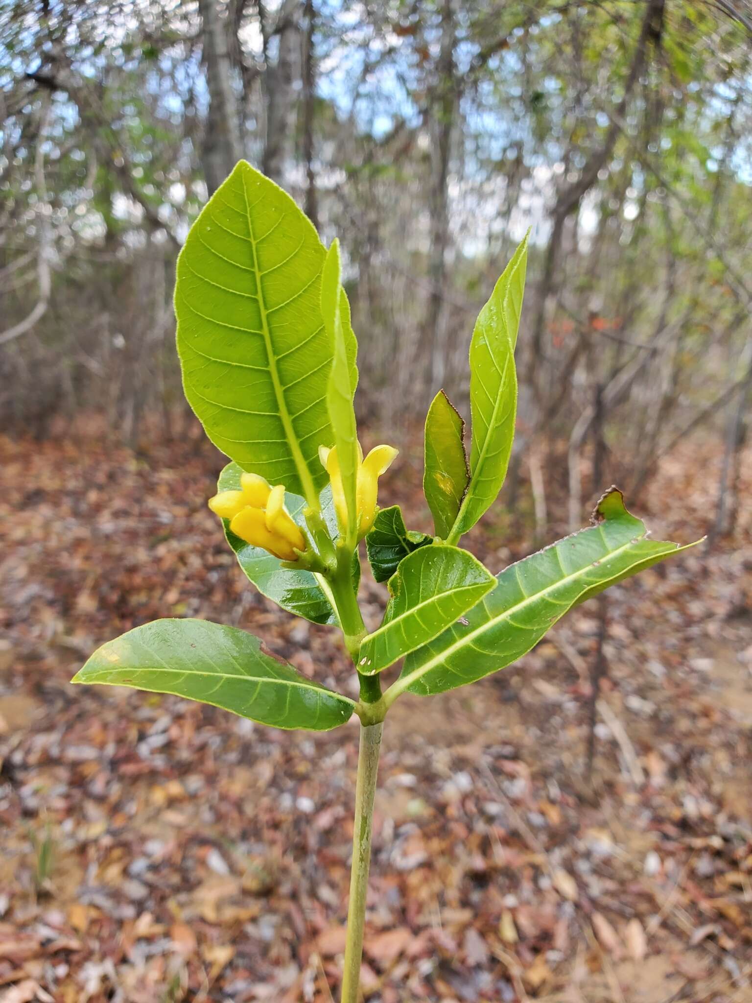 Gardenia rutenbergiana (Baill. ex Vatke) J.-F. Leroy的圖片