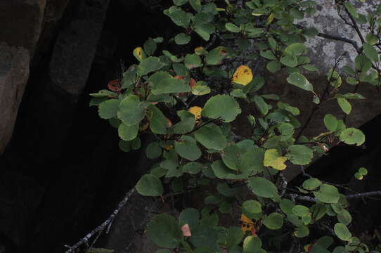 Image of Saskatoon serviceberry