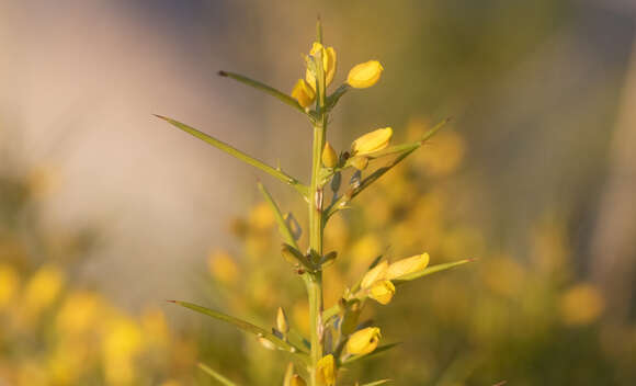 Image de Ulex parviflorus Pourr.