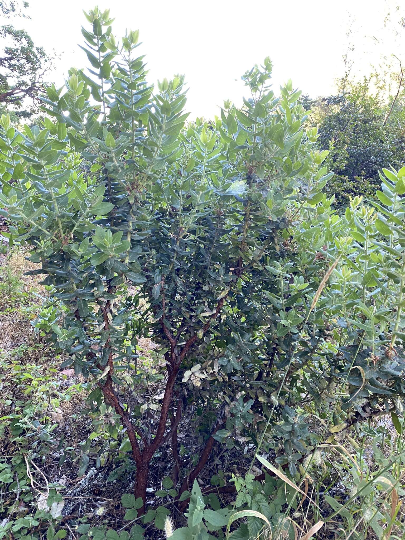 Image of Kings Mountain manzanita