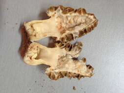 Image of Morchella prava Dewsbury, Moncalvo, J. D. Moore & M. Kuo 2012