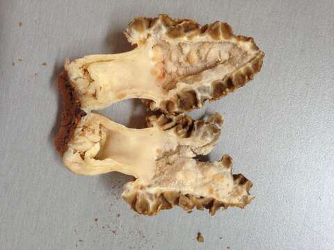 Image of Morchella prava Dewsbury, Moncalvo, J. D. Moore & M. Kuo 2012