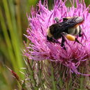 Image of American bumble bee