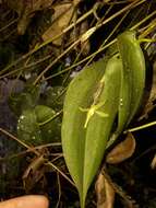 Imagem de Pleurothallis apopsis Luer