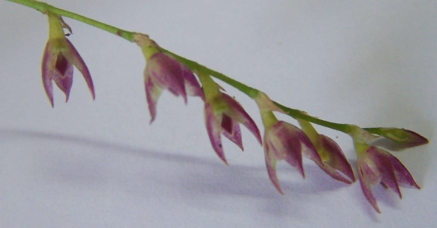 Bulbophyllum intertextum Lindl.的圖片