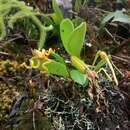 Image of Masdevallia caudivolvula Kraenzl.