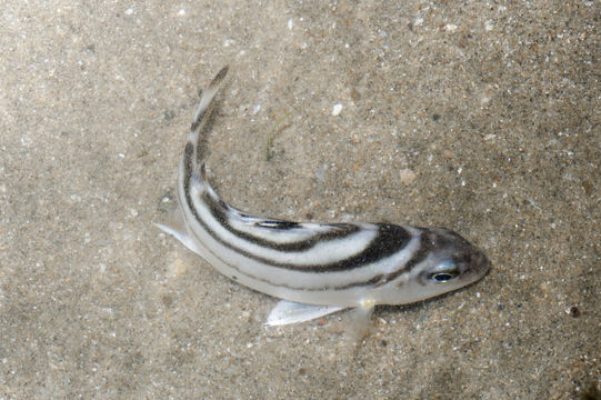 Image of Crescent Grunter