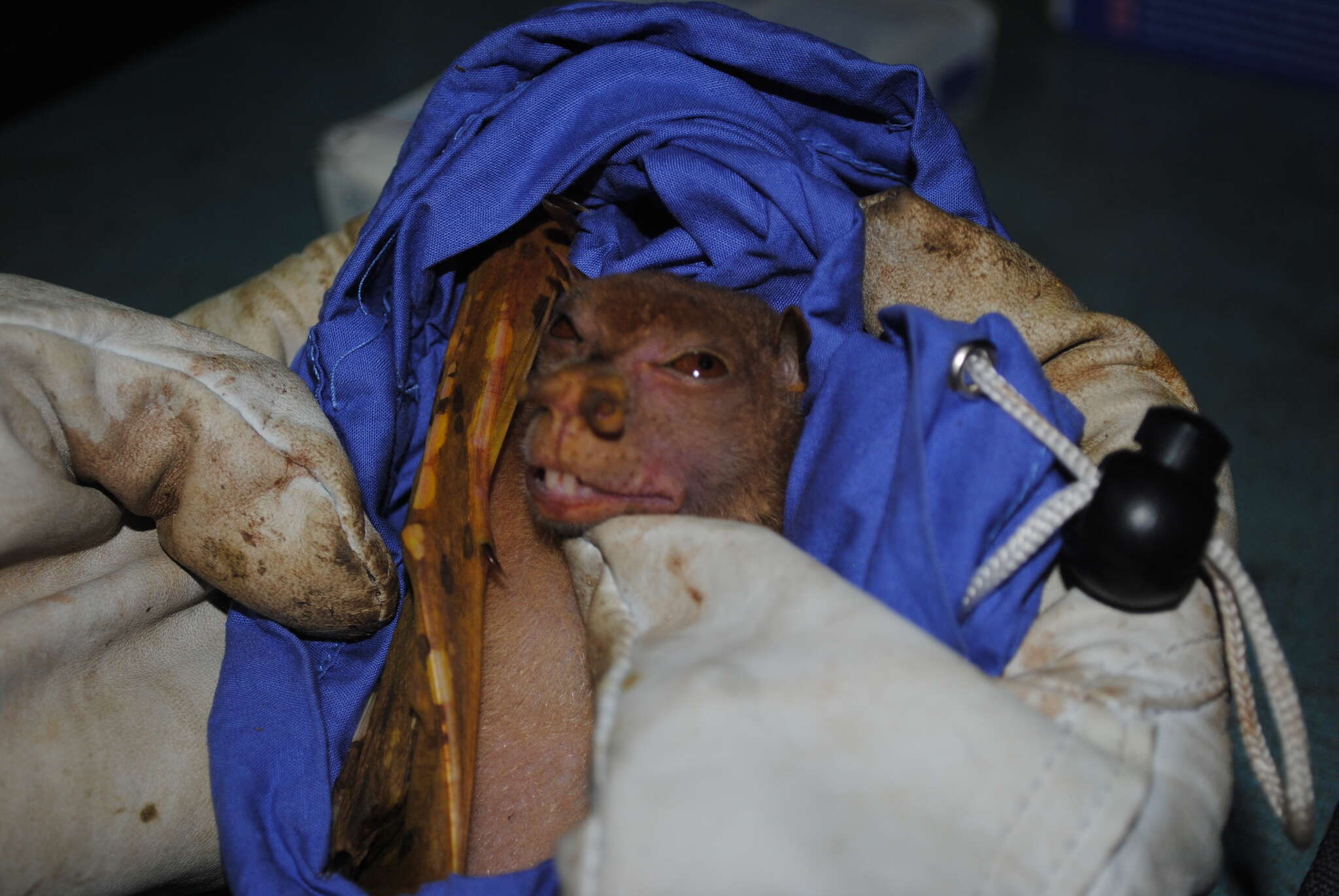 Image of Broad-striped Tube-nosed Fruit Bat