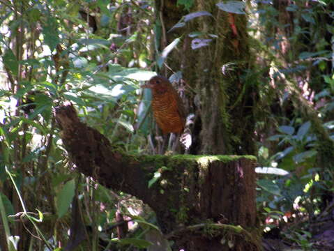 Image of Giant Antpitta