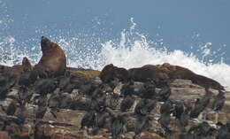 Image of Cape fur seal