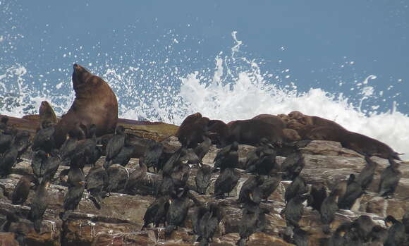 Image of Cape fur seal