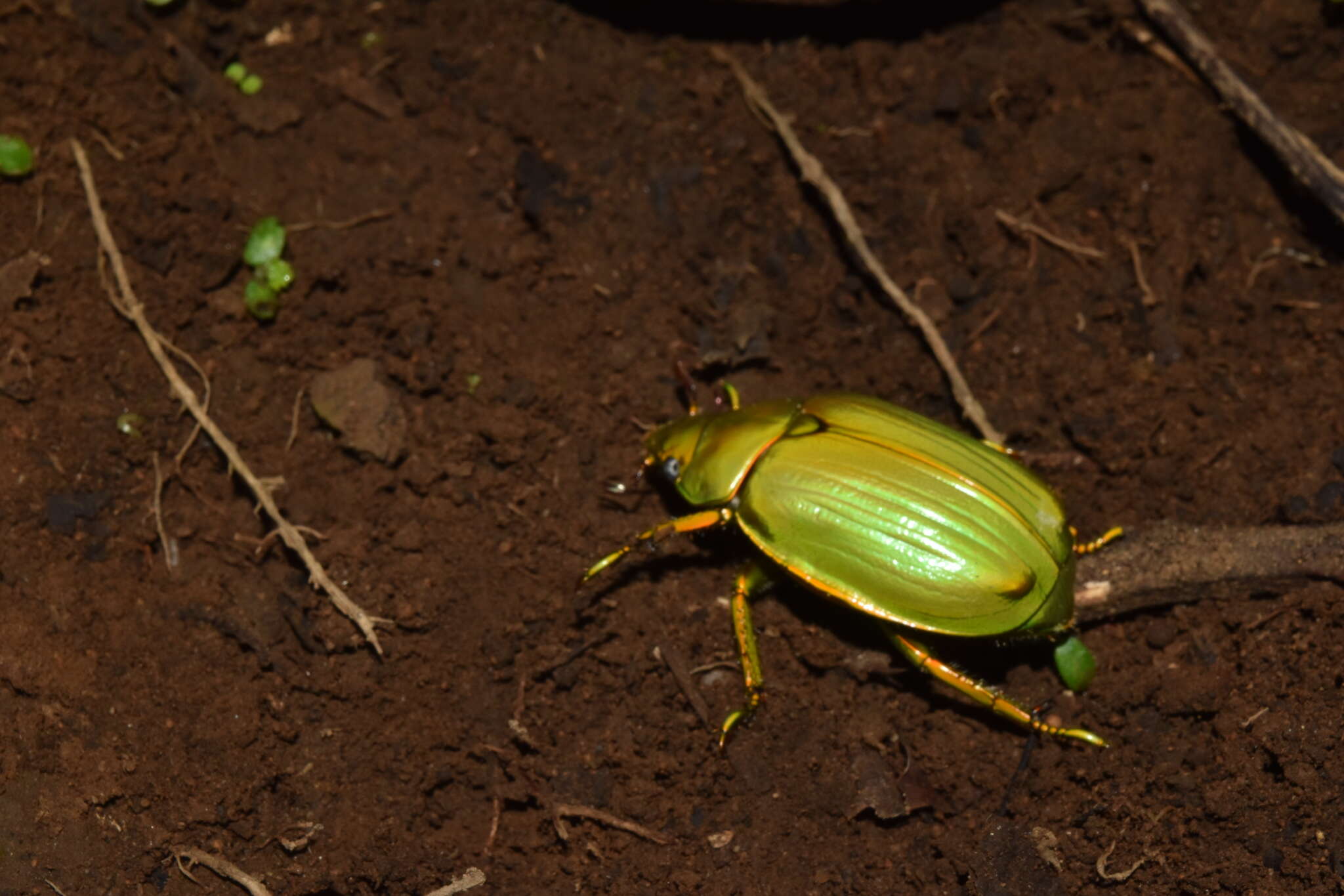 Image of Chrysina colima (Morón 1992)