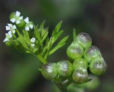 Imagem de Bifora testiculata (L.) Roth