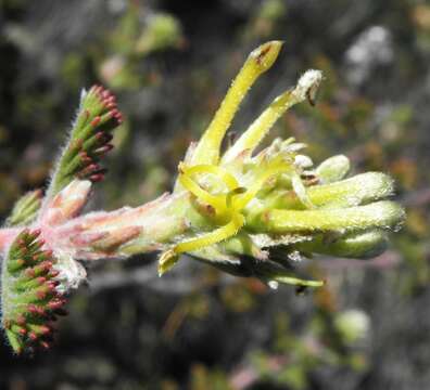 Image of Wuppertal spiderhead