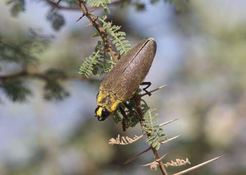 Image of Steraspis speciosa (Klug 1829)