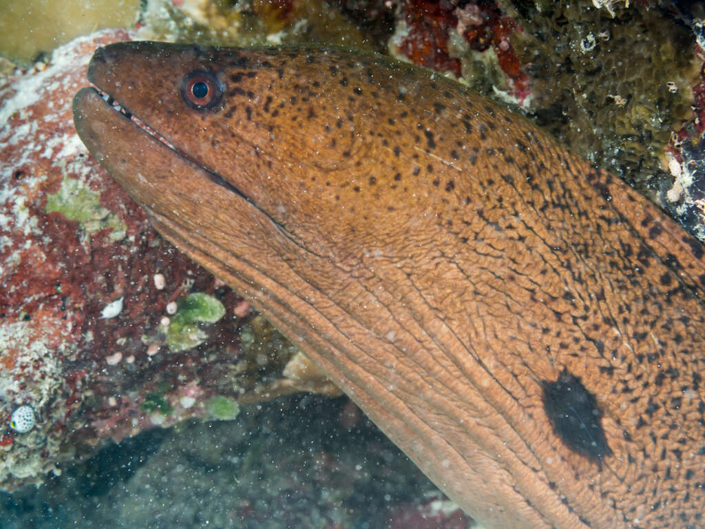 Image of Giant moray