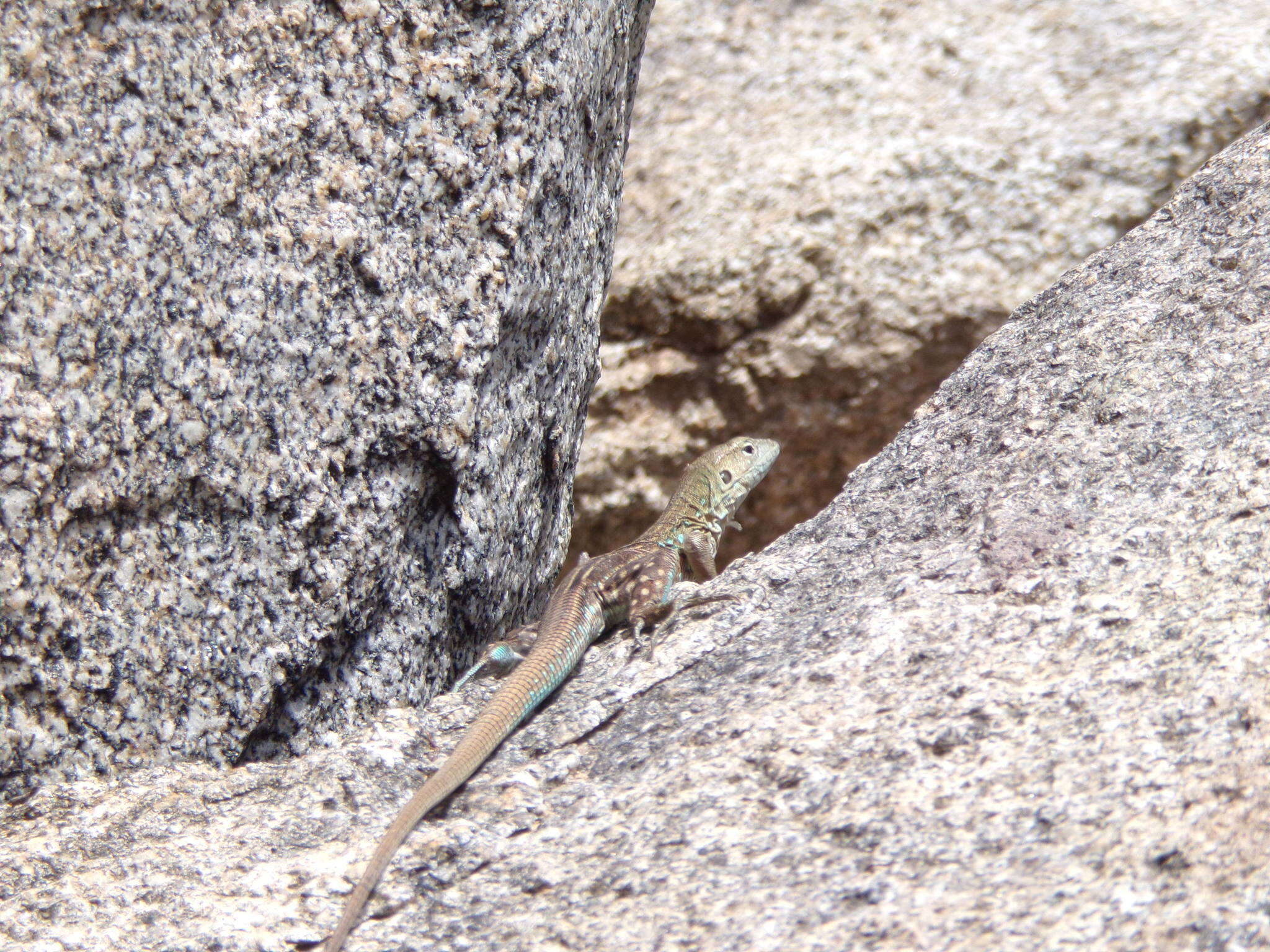 Image of Aruba Whiptail