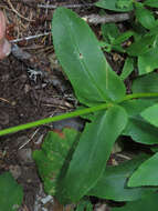 Image of Siskiyou beardtongue