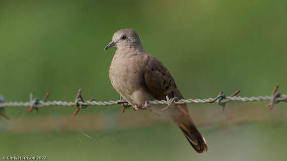 صورة Columbina talpacoti rufipennis (Bonaparte 1855)