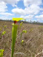 Image of Sarracenia flava var. rugelii (Shuttlew. ex DC.) Mast.