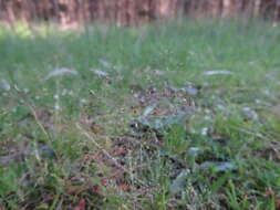 Image of silver hairgrass