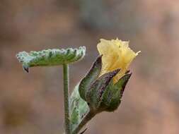 Image of Abutilon fraseri (Hook.) Walp.